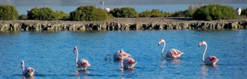 images/imgtitle/bsr-group_santa_pola_flamingo.jpg